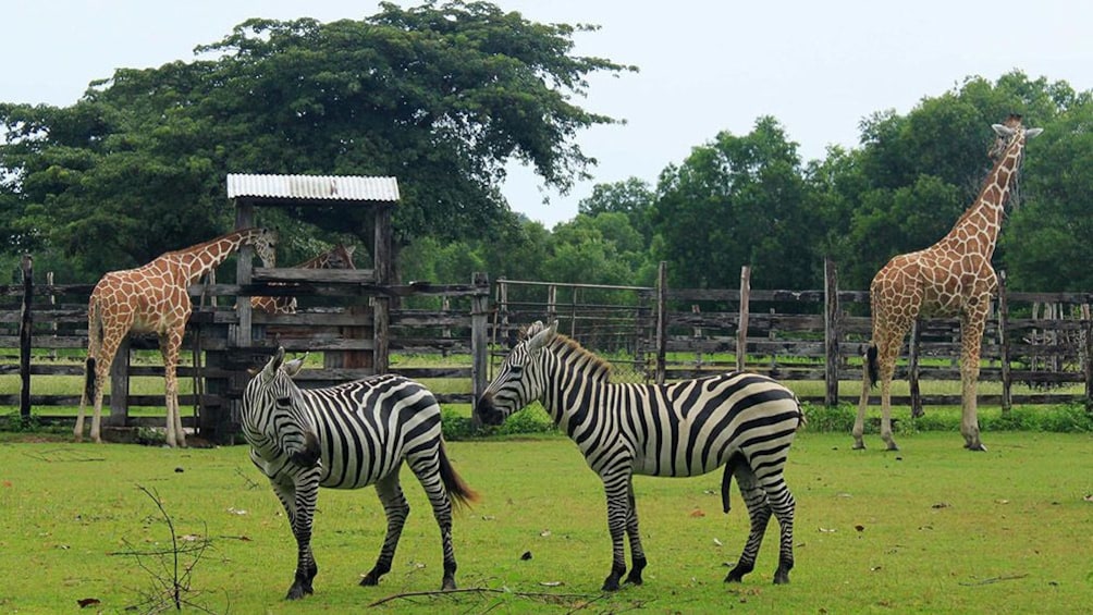 Show item 4 of 4. Coron Calauit Safari Park and Beach Tour
