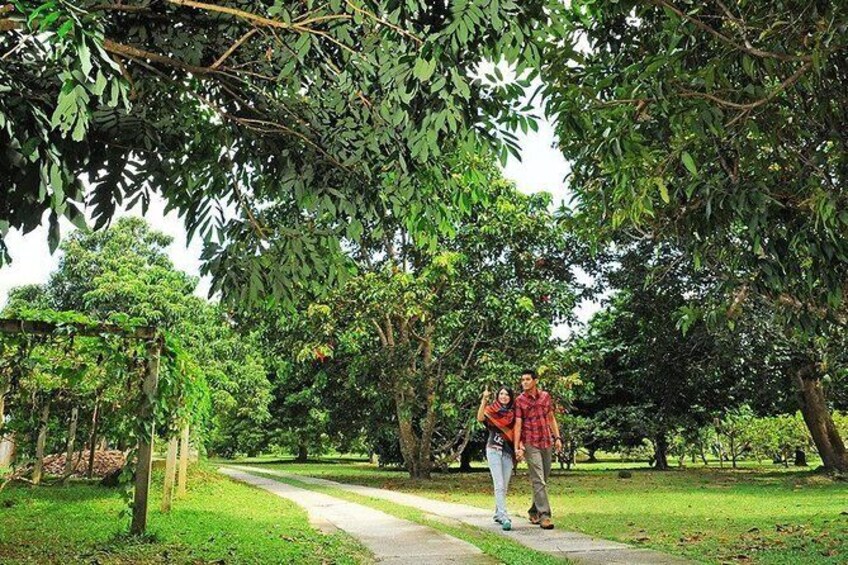 Penang Half Day City Tour Including Tropical Fruit Farm