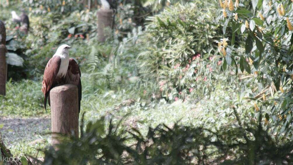 Show item 4 of 5. Davao Philippine Eagle Center and Malagos Garden Resort Tour