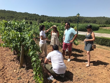 Excursión de un día desde Barcelona a Montserrat y cata de vinos