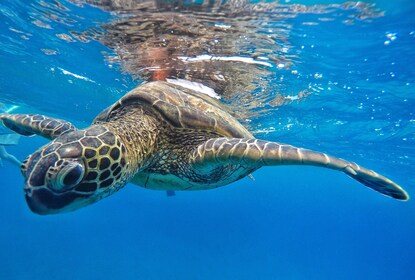 2.5hr Xpress Snorkel from Ka'anapali