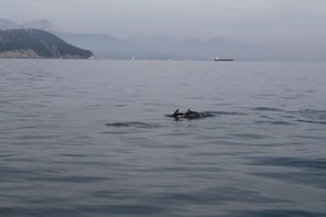 La Spezia, Cetacean sighting