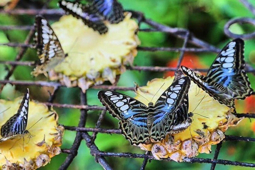 Entopia Butetrfly Farm