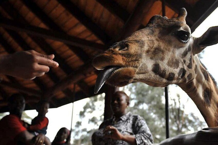 Nairobi Morning Safari/elephant Orphanage/giraffe Centre