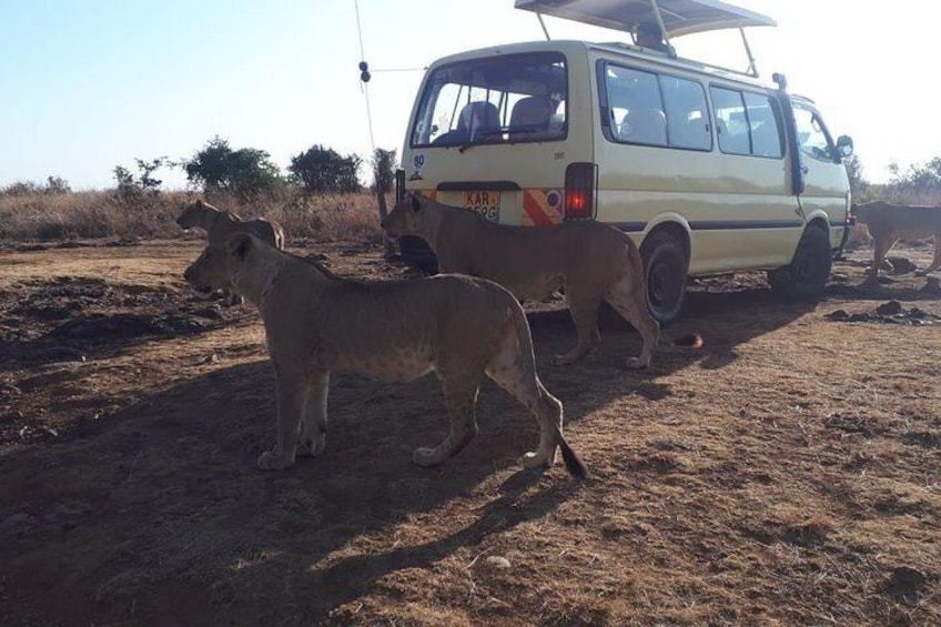 Nairobi Morning Safari/elephant Orphanage/giraffe Centre