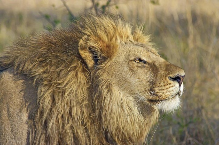 lion at the park