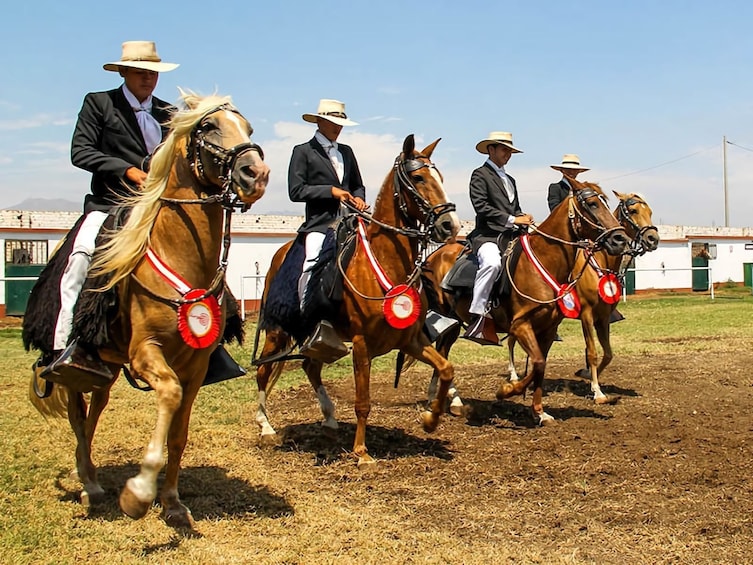 Show: Marinera & Peruvian Paso Horse