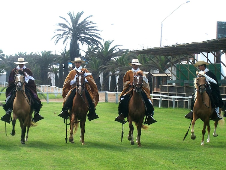 Show: Marinera & Peruvian Paso Horse