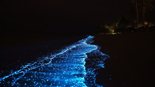 Bio Luminescent Swimming From Krabi