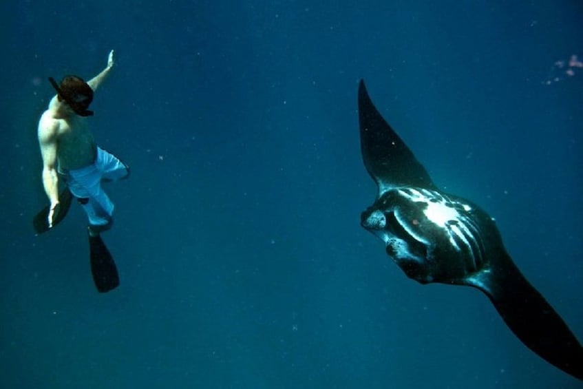 Manta Ray Experience