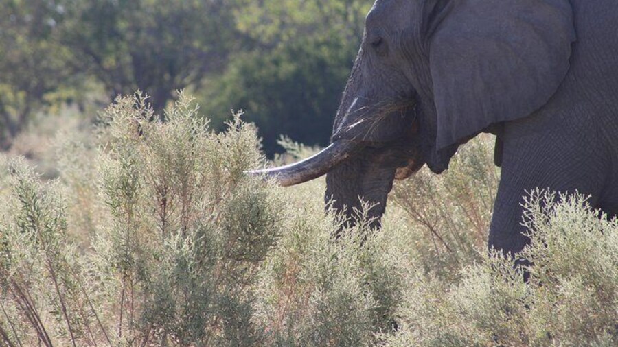 7 Day Expedition: Okavango/ Moremi/ CKGR Safari