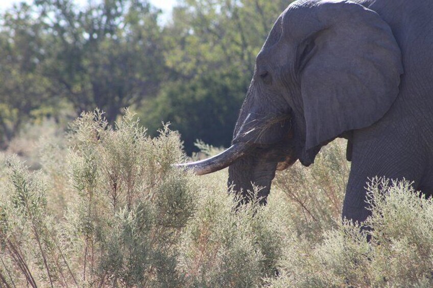 7 Day Expedition: Okavango/ Moremi/ CKGR Safari