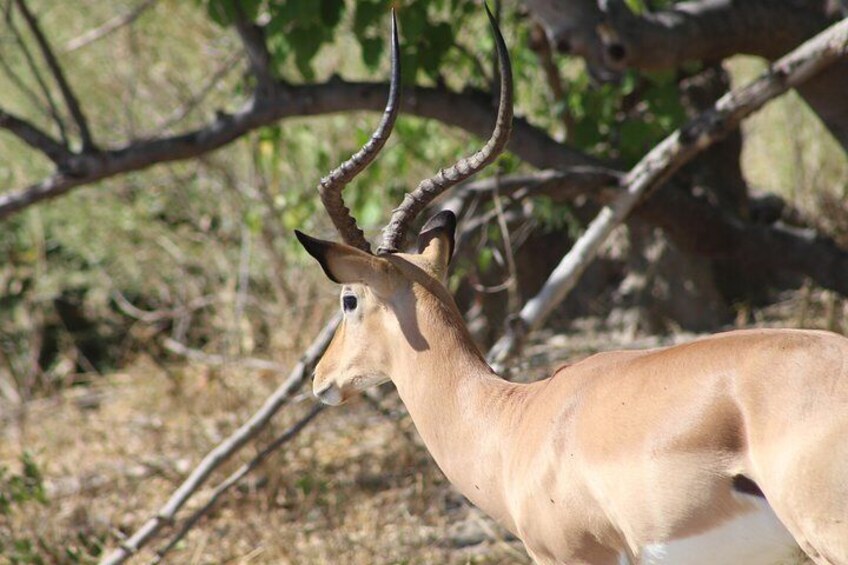 7 Day Expedition: Okavango/ Moremi/ CKGR Safari