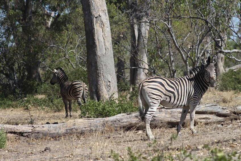 7 Day Expedition: Okavango/ Moremi/ CKGR Safari