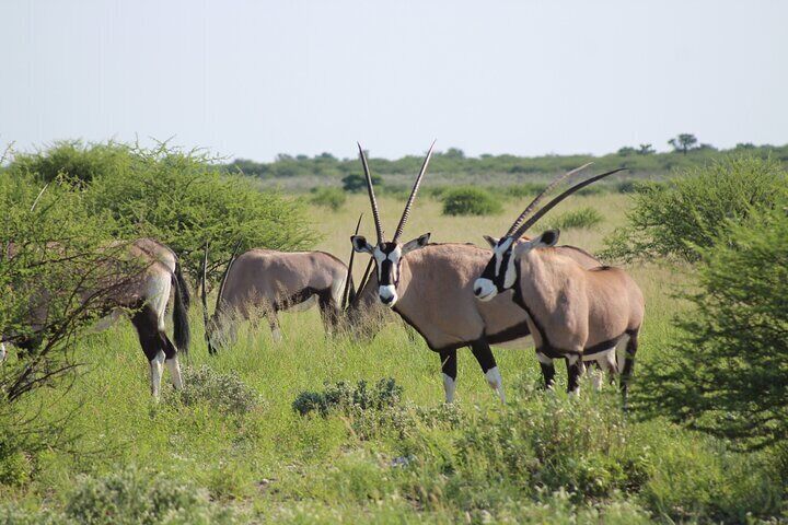 7 Day Expedition: Okavango/ Moremi/ CKGR Safari