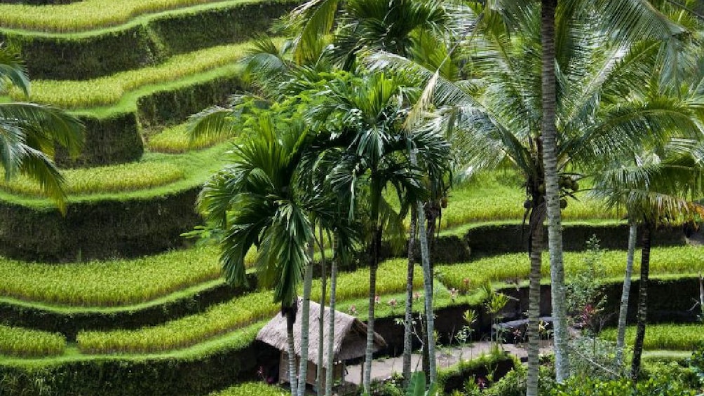 Bali Jungle Fish Ubud Tour