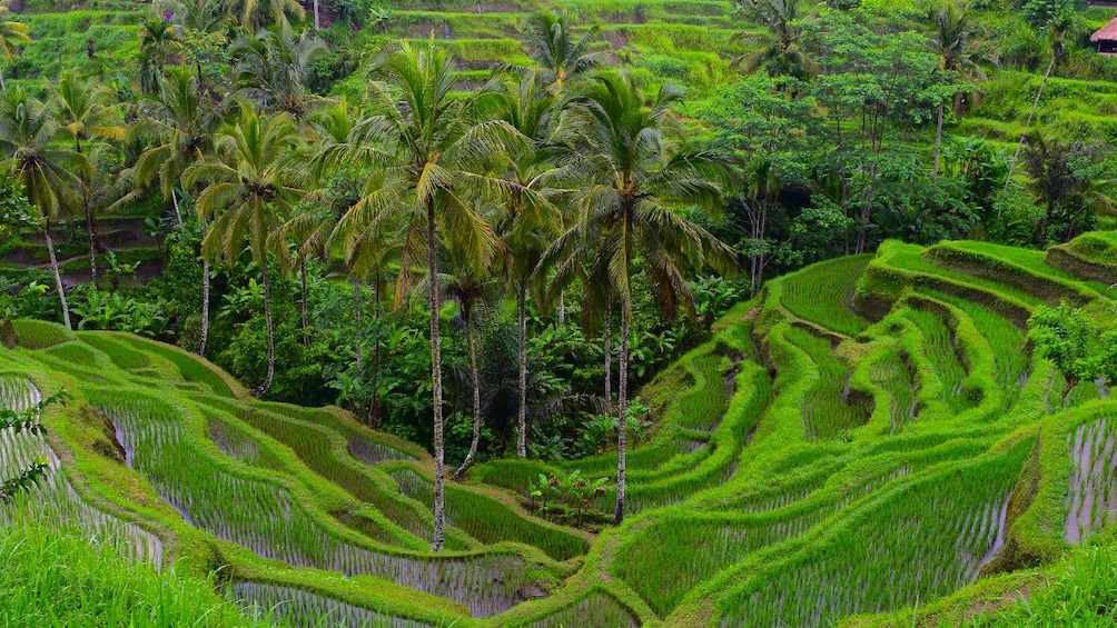 Bali Jungle Fish Ubud Tour