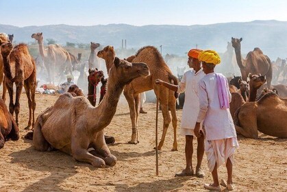 Private Same Day Trip to Ajmer & Pushkar from Jaipur