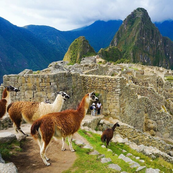 Discovering Mystic Machu Picchu full day from Cusco