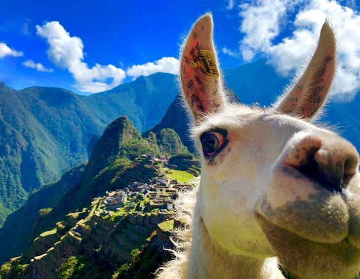 Discovering Mystic Machu Picchu full day from Cusco