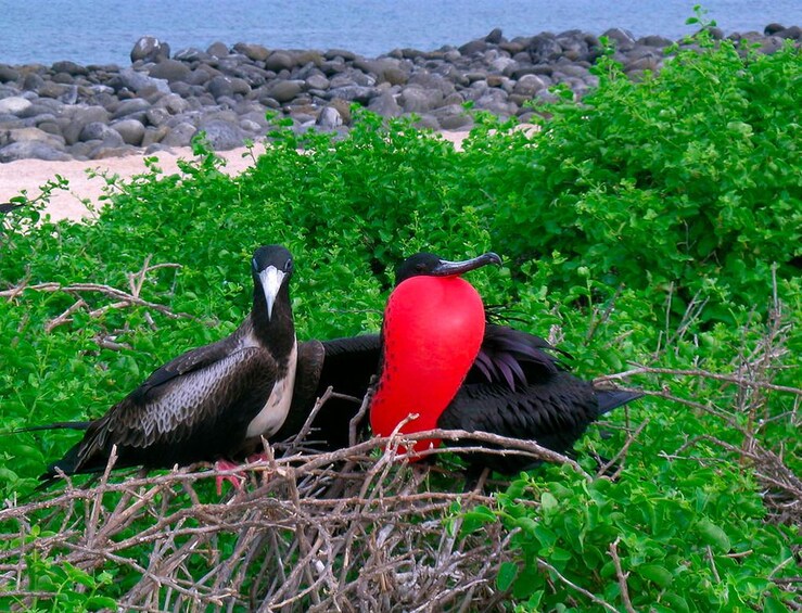 Full-Day Isla Contoy & Isla Mujeres Tour 