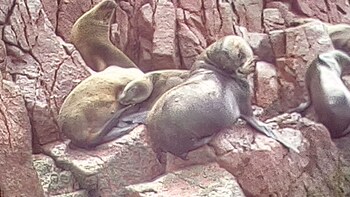 Ballestas Islands