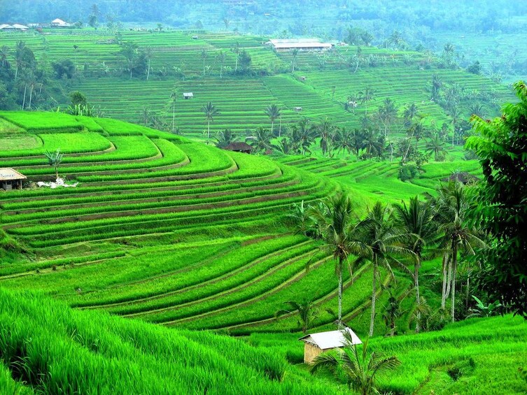 Bali Wakaland Cruise