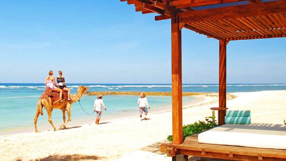 Bali Camel Safari