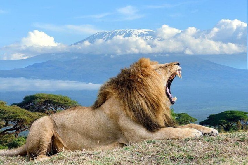 A Lion at the Amboseli national park