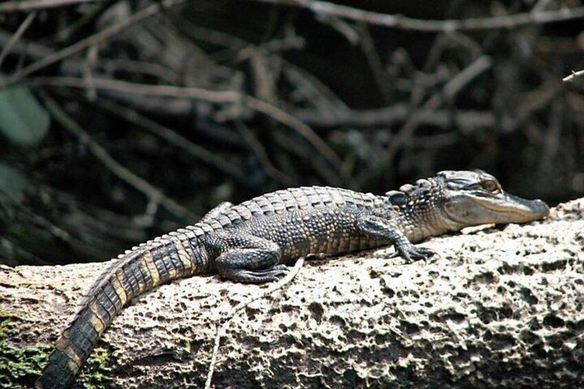 Wild & Scenic Loxahatchee River Guided Tour