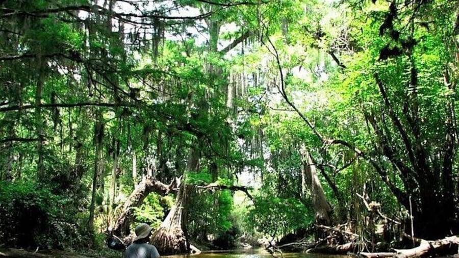 Wild & Scenic Loxahatchee River Guided Tour