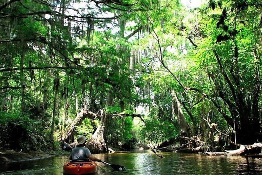 Wild & Scenic Loxahatchee River Guided Tour