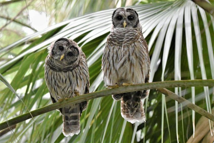 Wild & Scenic Loxahatchee River Guided Tour