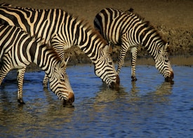 2 DAYS ONE NIGHT TSAVO EAST SAFARI