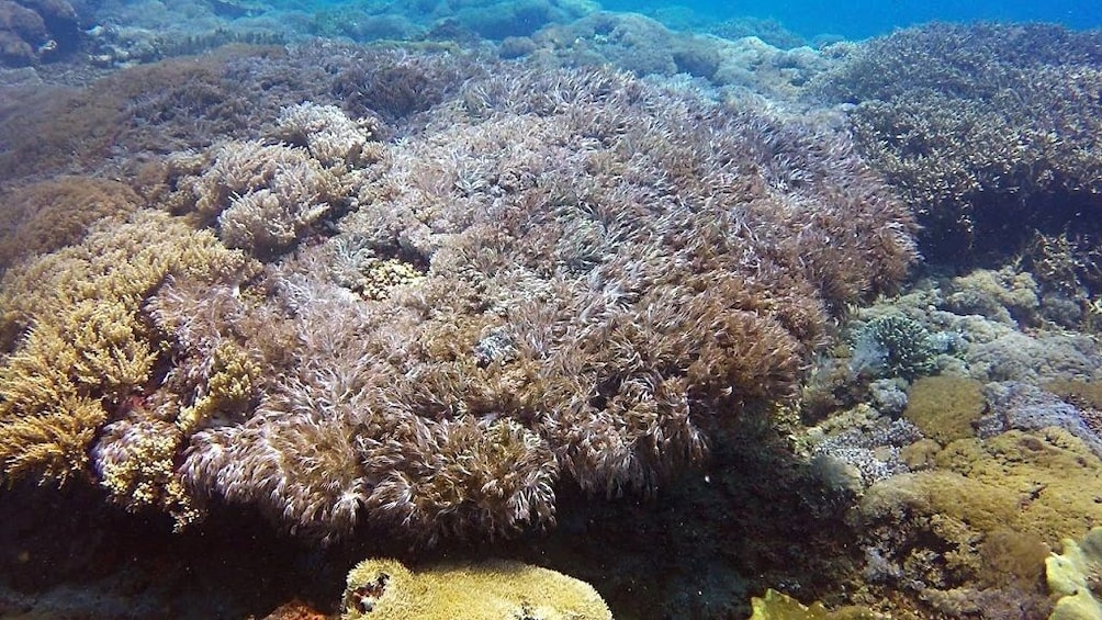Swim with Manta Rays in Nusa Lembongan – From Bali