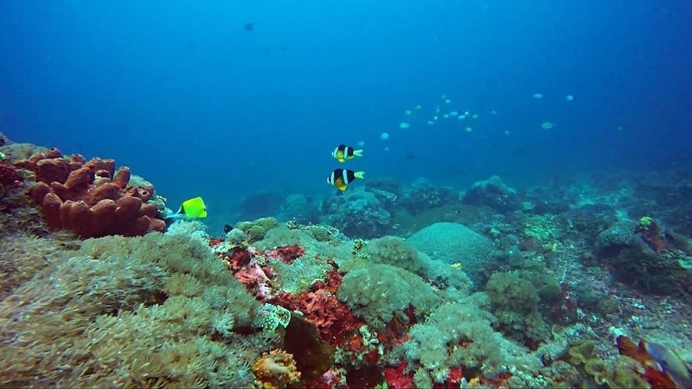 Swim with Manta Rays in Nusa Lembongan – From Bali