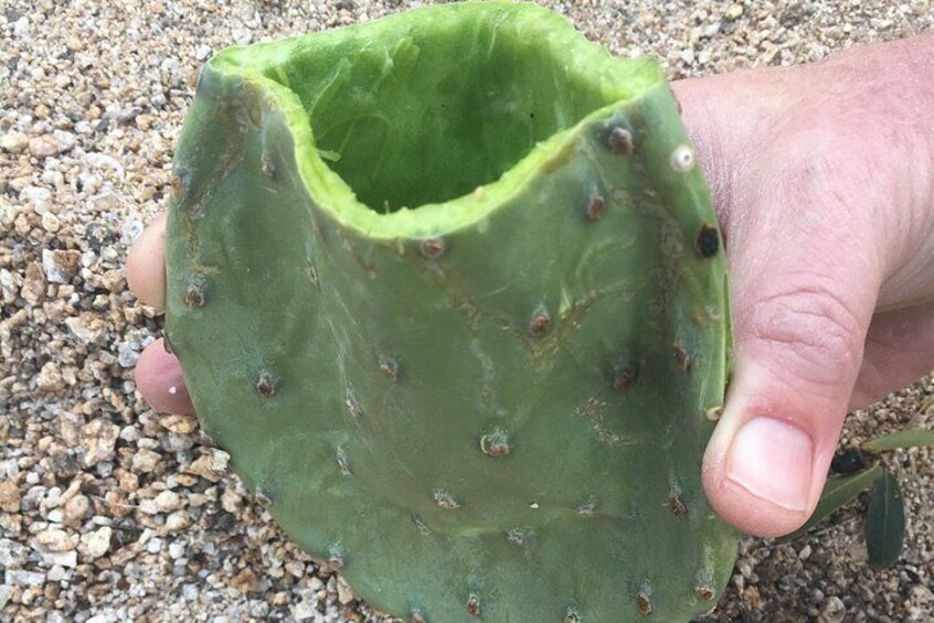 A cactus cooking pot?! Desert survival is easy once you know the skills! I'll show you tons of amazing survival tricks!