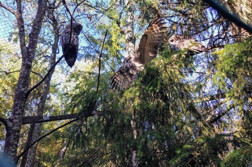 Grey owl