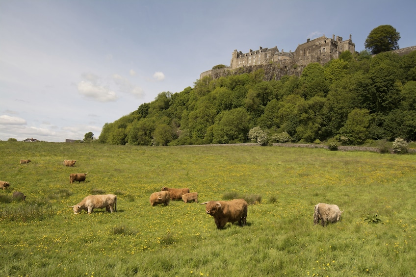 Stirling, Distillery and Saint Andrews - Spanish Tour Guide