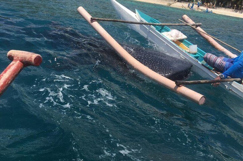 Oslob Whalesharks and Kawasan Falls with Sumilon Sandbar