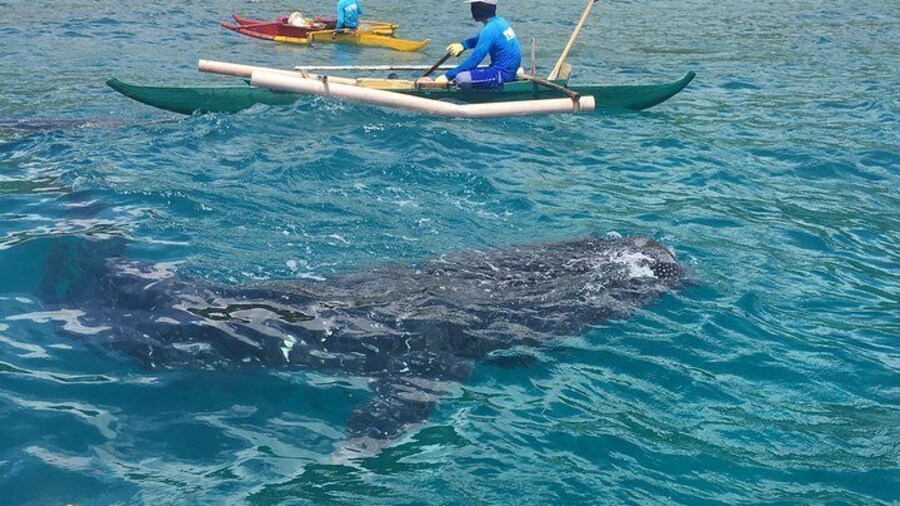 Oslob Whalesharks and Kawasan Falls with Sumilon Sandbar