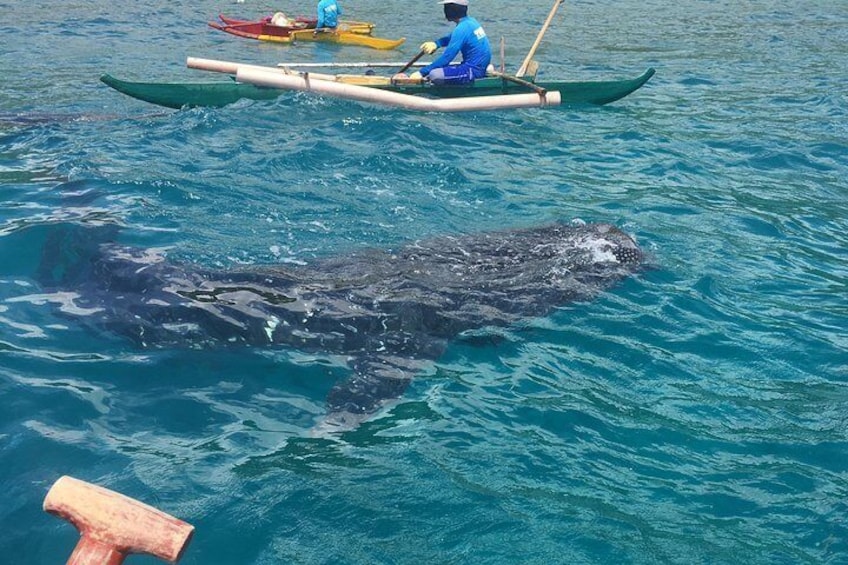 Oslob Whalesharks and Kawasan Falls with Sumilon Sandbar