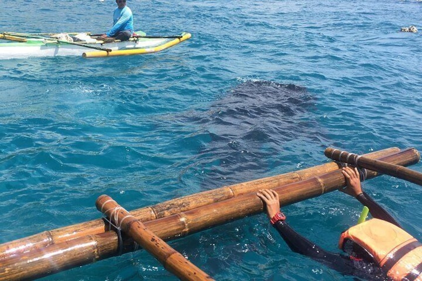 Oslob Whalesharks and Kawasan Falls with Sumilon Sandbar