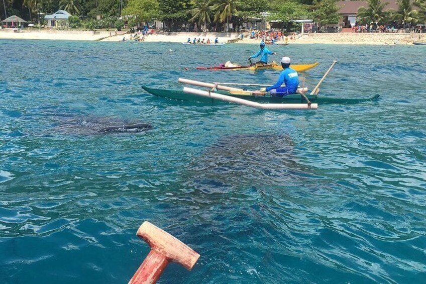 Oslob Whalesharks and Kawasan Falls with Sumilon Sandbar