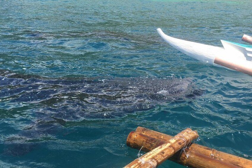 Oslob Whalesharks and Kawasan Falls with Sumilon Sandbar