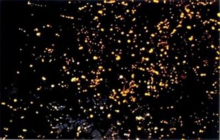 Firefly Watching Tour