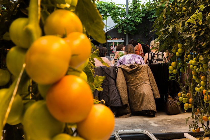 The Golden Circle & Fridheimar Greenhouse visit