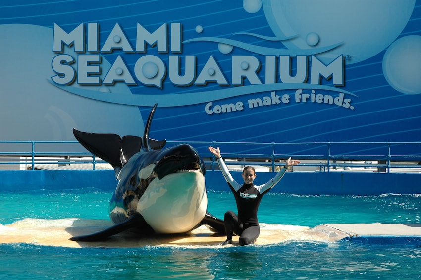 Trainer and orca whale at Seaquarium in Miami