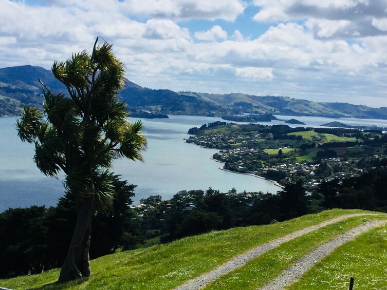 Show item 5 of 10. Dunedin City, Otago Peninsula & Albatross Guided Tour