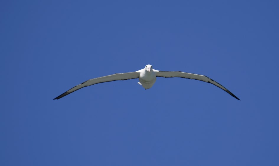 Show item 1 of 10. Dunedin City, Otago Peninsula & Albatross Guided Tour
